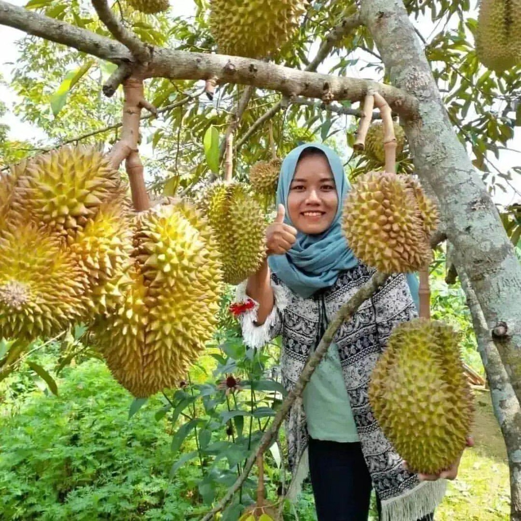 Bibit Buah Durian Montong Jumbo