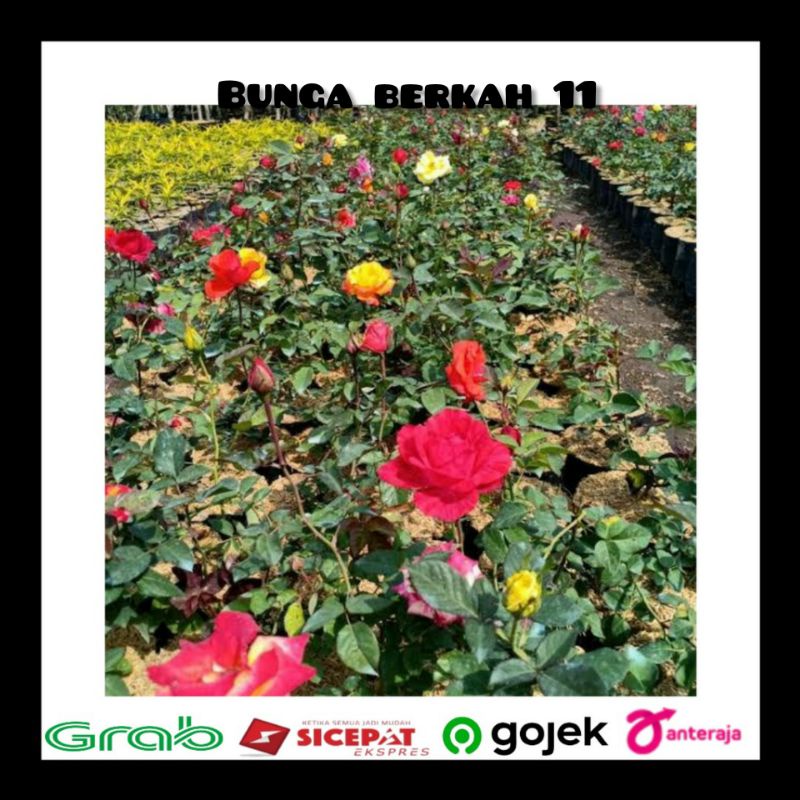 tanaman bunga mawar hidup/baby rose/bunga mawar berbagai warna
