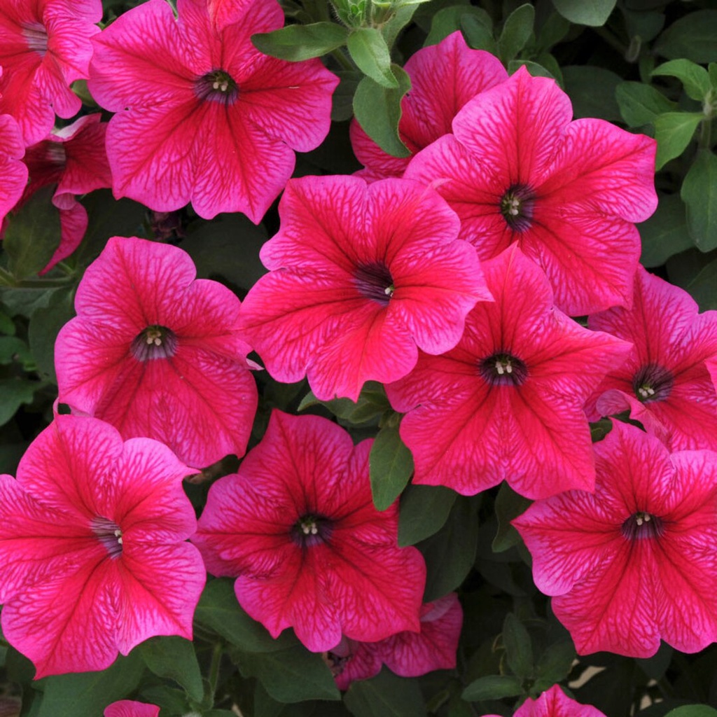 Benih Bibit Biji - Bunga Petunia Nana Compacta Rose of Heavens Pink  Flower Seeds - IMPORT