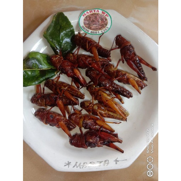

Belalang goreng besar / belalang kayu isi 100 ekor