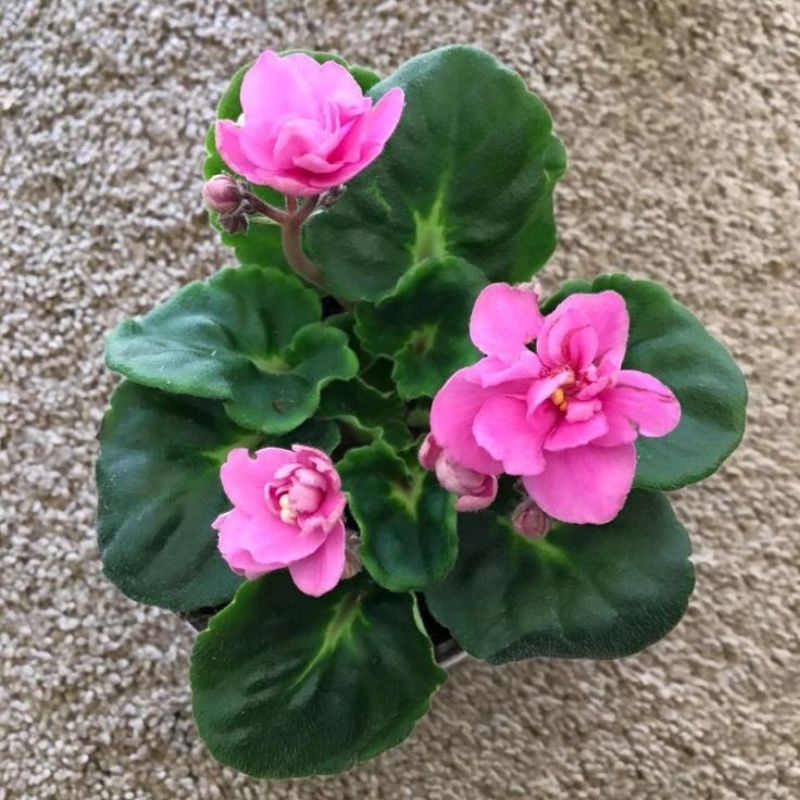 African violet vioulces bunga pink