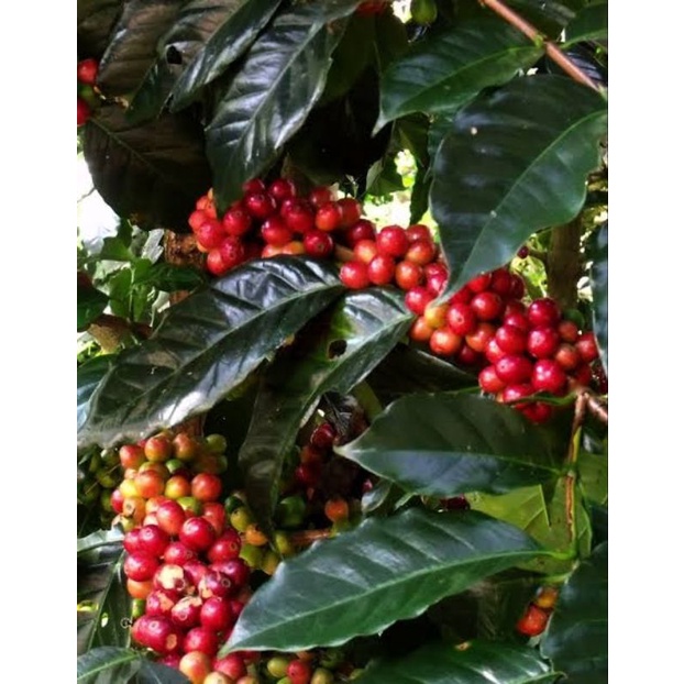 

RayKopi_Bali