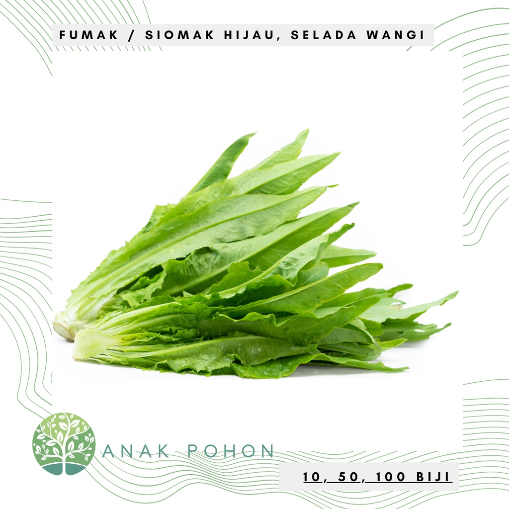 Benih Bibit Biji - Fumak Siomak Hijau Selada Wangi Pointed Leaf Sword Lettuce Seeds - Panen Dalam 35 Hari