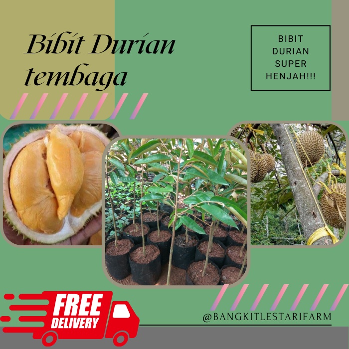 Bibit Durian Super Tembaga, Bibit Durian TERLARIS