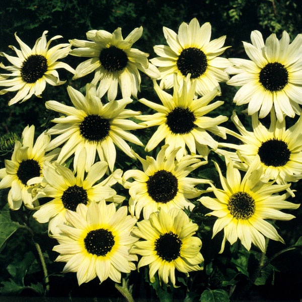 Benih Bibit Biji - Sunflower Vanilla Ice Bunga Matahari Kelopak Kuning Pastel Flower Seeds - IMPORT