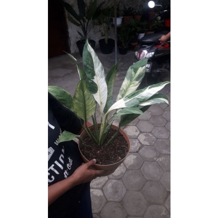 TANAMAN HIAS PEACE LILY VARIEGATA - TANAMAN HIAS SPATUFILUM VARIGATA