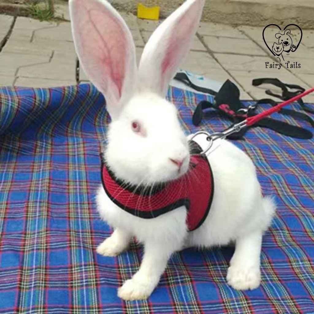 Harness dan Tali Tuntun Kelinci Adjustable Untuk Outing Aktivitas Outdoor Model Rompi / Soft Breathable Harness and Adjustable Leash for Rabbits