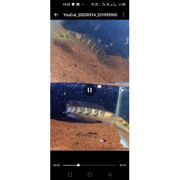 Hiasan Aquarium Channa Andrao Single Tank