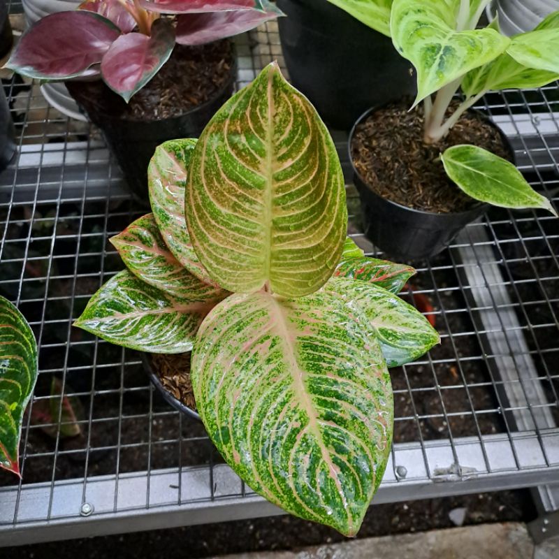 aglaonema asri merah