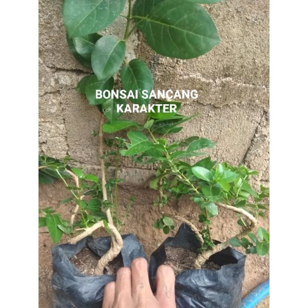 BONSAI SANCANG BERKARAKTER HIDUP