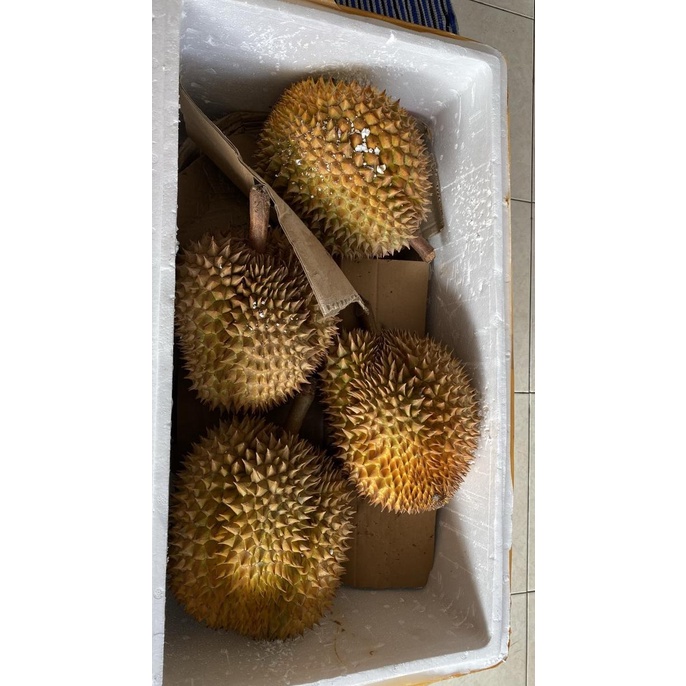 Durian Montong Palu Utuh