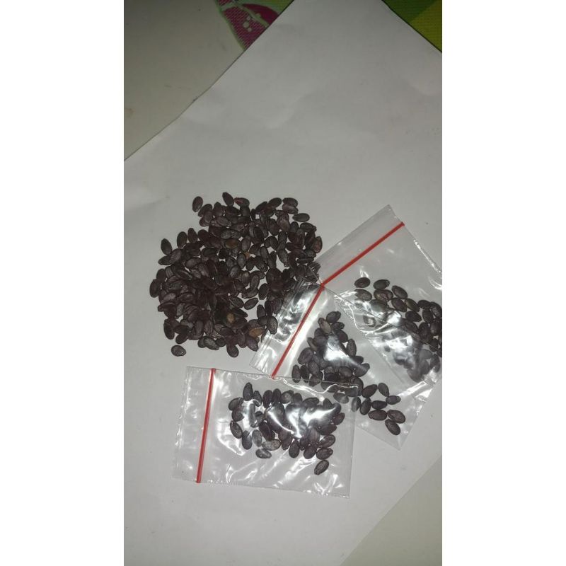 Crystalcove12 50 Benih Semangka Super Tanpa Biji Bibit Unggul