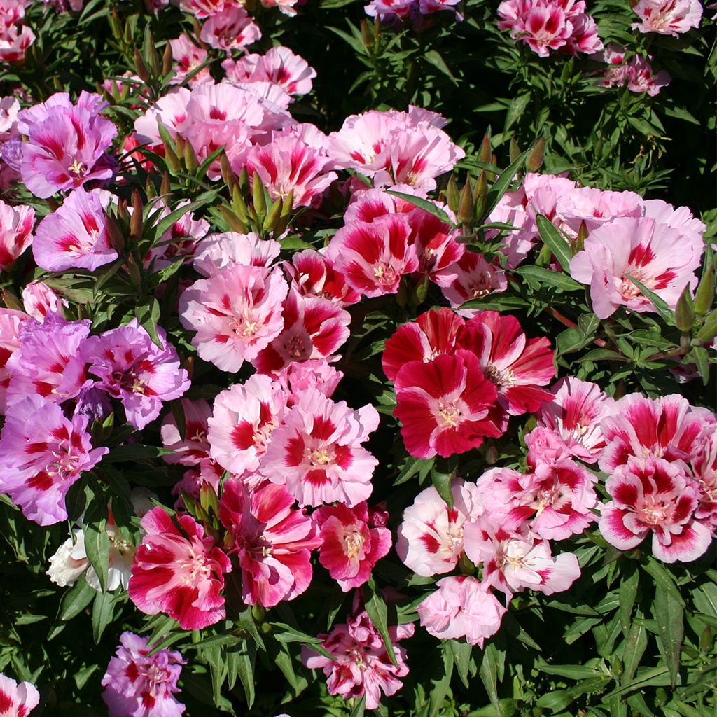 Benih Bibit Biji - Bunga Godetia Whitneyi Azalea Double Flowered Mix Flower Seeds - IMPORT