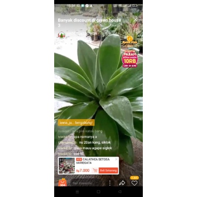tanaman hihas agave siklok jumbo