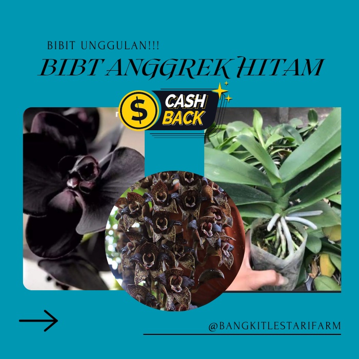 Bibit Anggrek Hitam, Bibit Anggrek Hitam Dewasa CEPAT BERBUNGA
