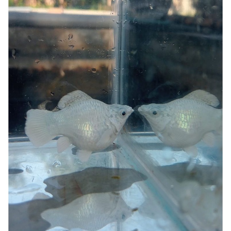 molly balon platinum rountail