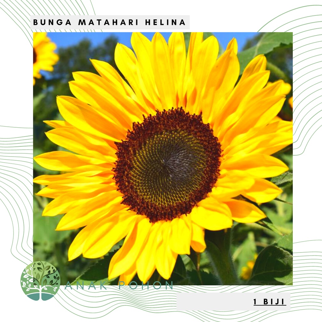 Benih Bibit Biji - Bunga Matahari Helina IPB Sunflower Seeds