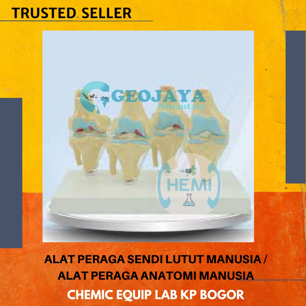 ALAT PERAGA SENDI LUTUT MANUSIA / ALAT PERAGA ANATOMI MANUSIA