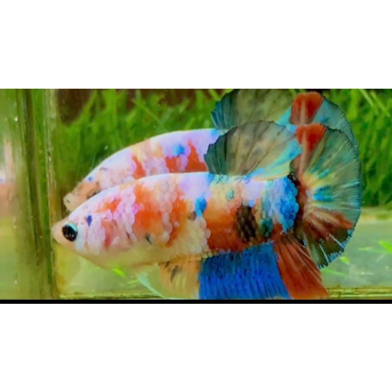 ikan cupang kualitas bagus