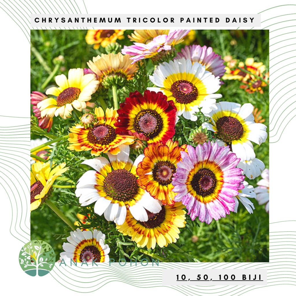 Benih Bibit Biji - Bunga Chrysanthemum Painted Daisy Krisan Tricolor (Chrysanthemum carinatum) Flower Seeds - IMPORT