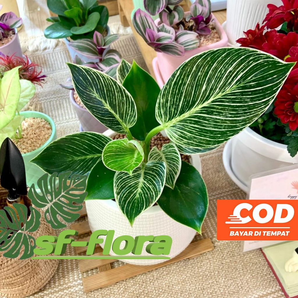 Tanaman hias philodendron Birkin -Philo birkin