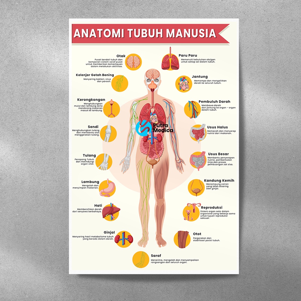 Poster Kesehatan Anatomi Tubuh Manusia A3+ / Gambar Edukasi Nama Organ dan Fungsinya