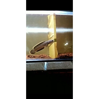 limbata cb 8cm (pesanan)