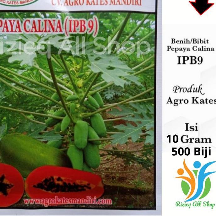 ➲ Biji Bibit Pepaya CALINA IPB-9/ CALIFORNIA isi 10Gr sekitar 500 Biji Benih Pepaya CALIFORNIA /CALI