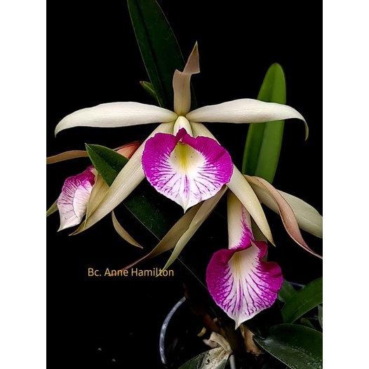 Anggrek Jenis Anne Hamilton
