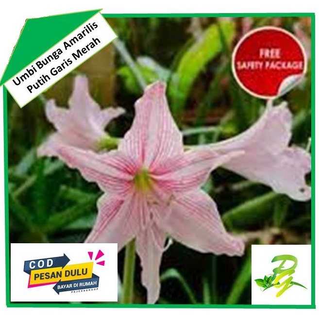 Umbi Bunga Amarilis Putih Garis Merah