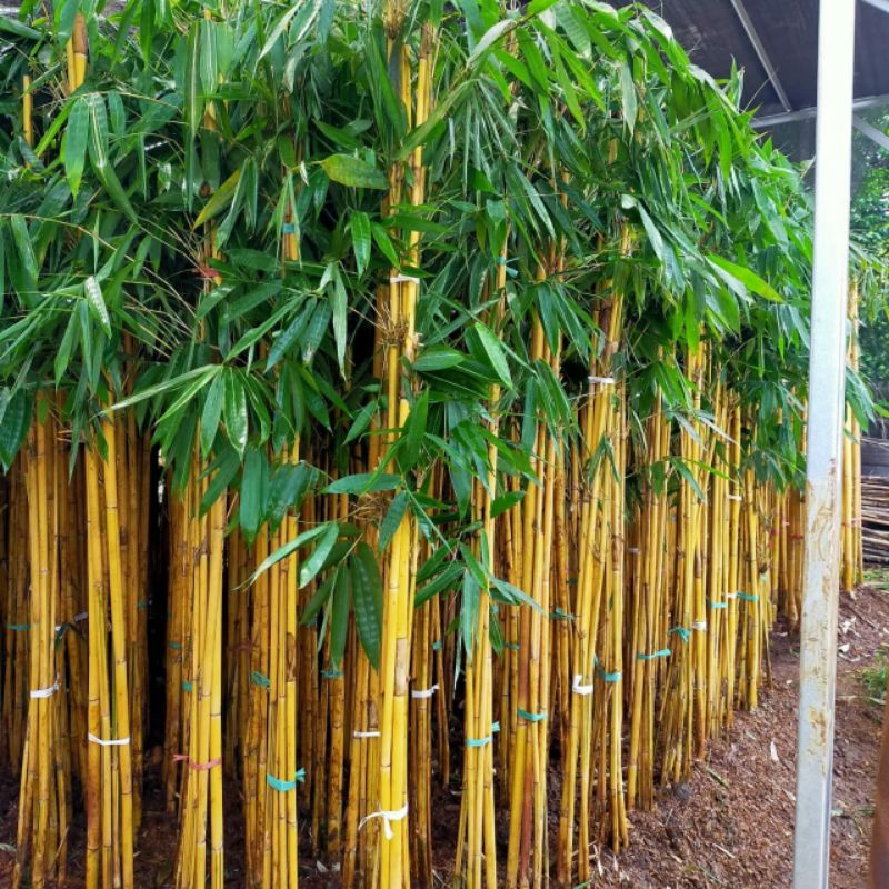 Tanaman Hias Pohon Bambu Kuning/Bambu Panda Bibit Bambu Kuning Tinggi 1 Meter Up