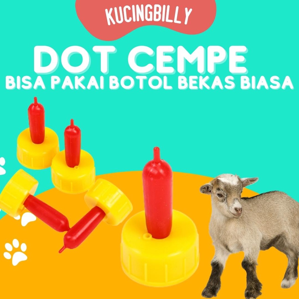 Dot cempe kambing domba