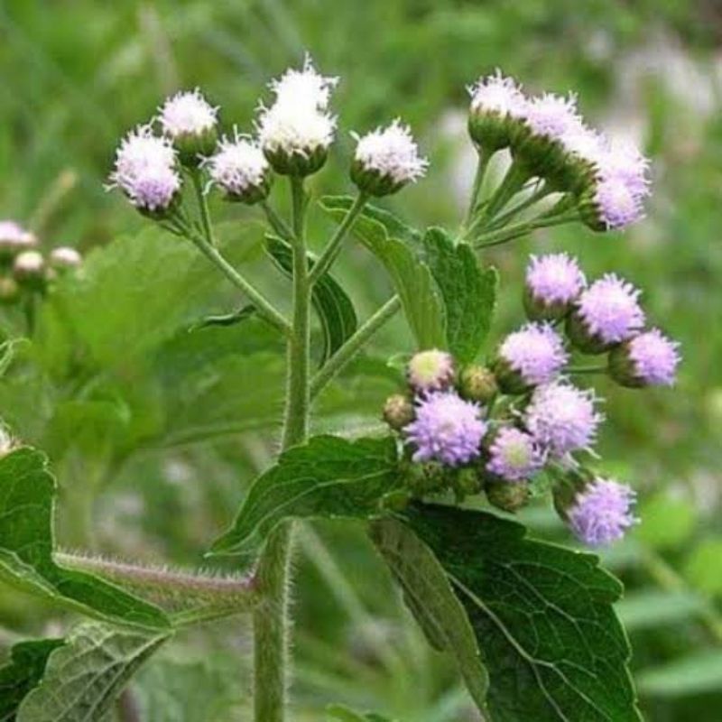 

babadotan daun akar batang 1kg