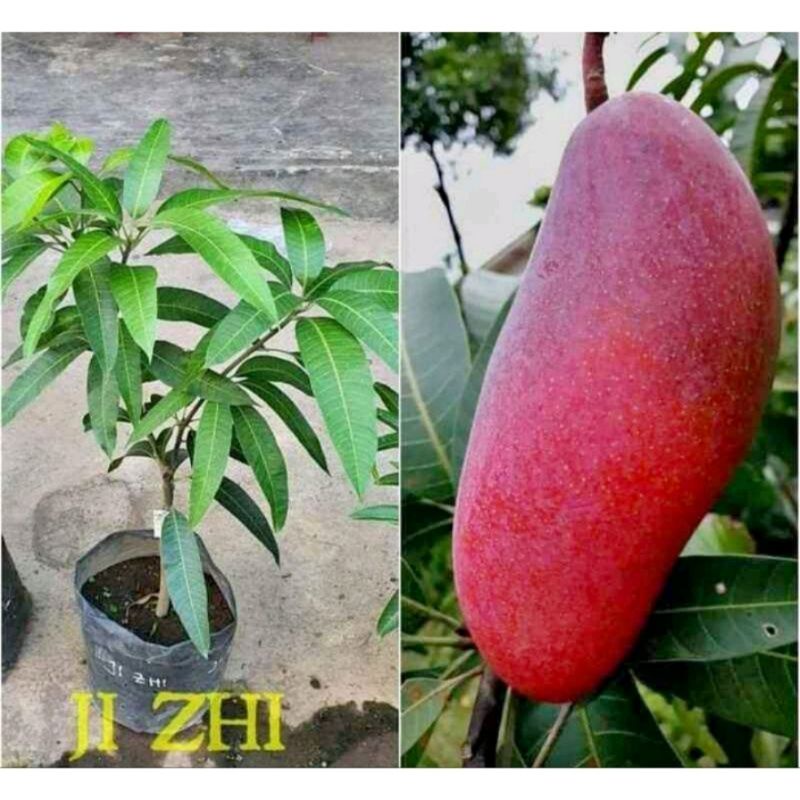 Bibit Mangga Ji Zhi Asli Import