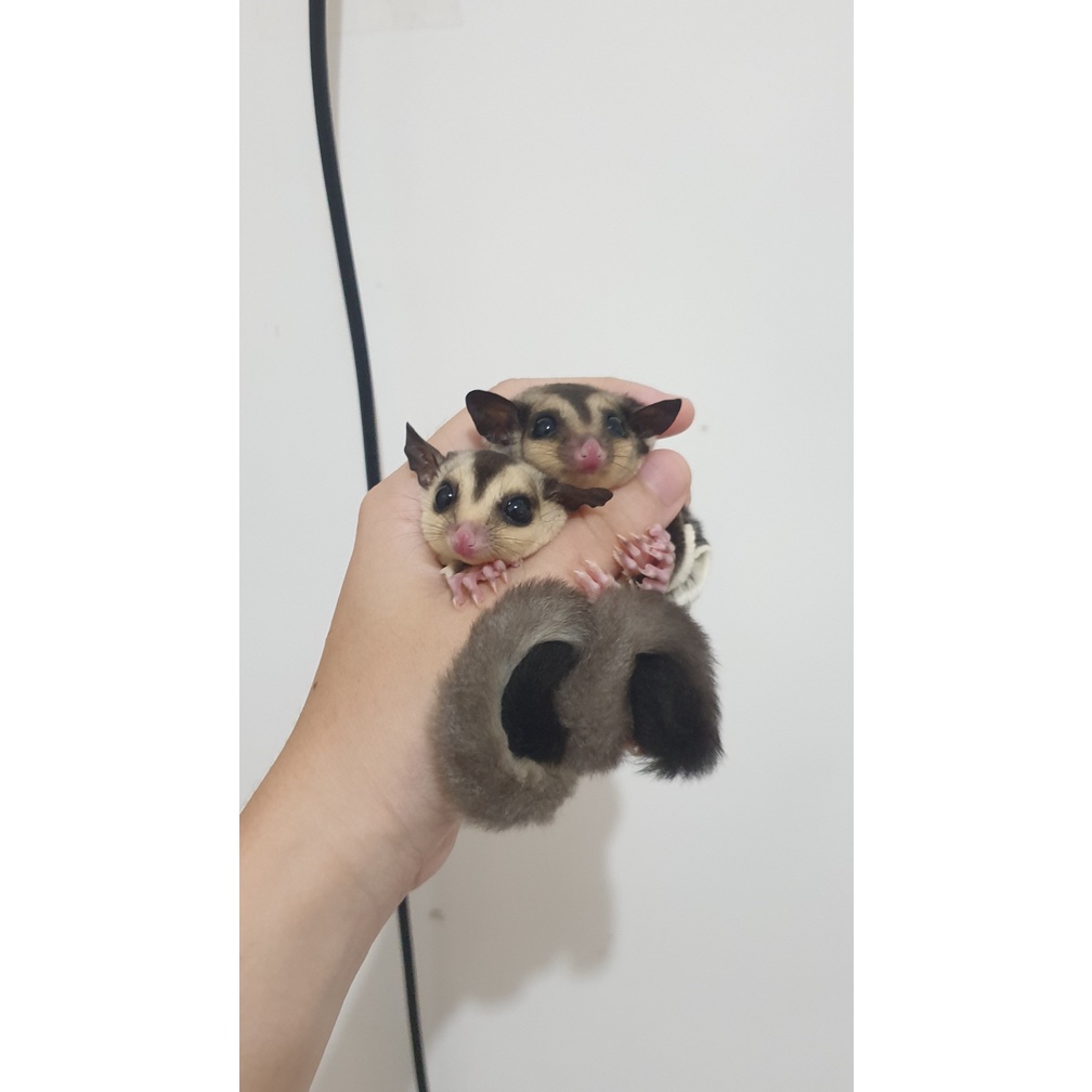 Sugar Glider Joey WF White Face Jantan / Betina Jinak