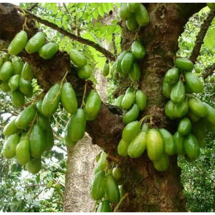 

belimbing wuluh 500g belimbing besi belimbing asam belimbing botol belimbing sayur FFREE KARDUS dan BUBBLE WRAF paking aman