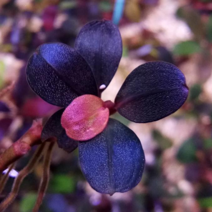 bucephalandra brownie helena round full air tanaman aquascape