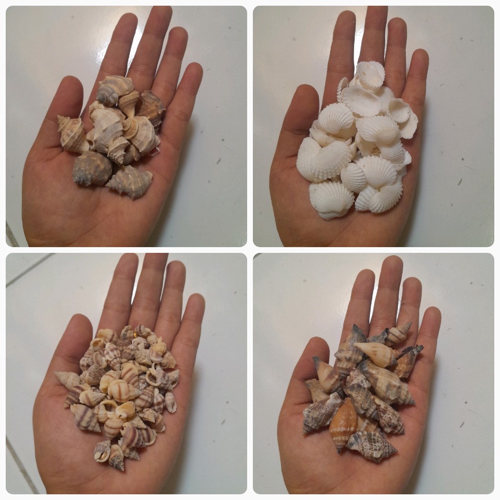 Kerang hias/kerang untuk prakarya/kerang untuk aquarium 100gr