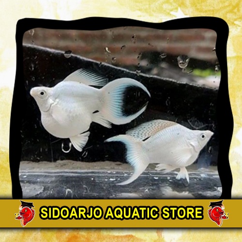 MINIMAL BELI 3 BOLEH BERVARIASI ITEM HIASAN AKUARIUM MOLLY BALON PLATINUM CAWANG / SHORT BODY/ BALON