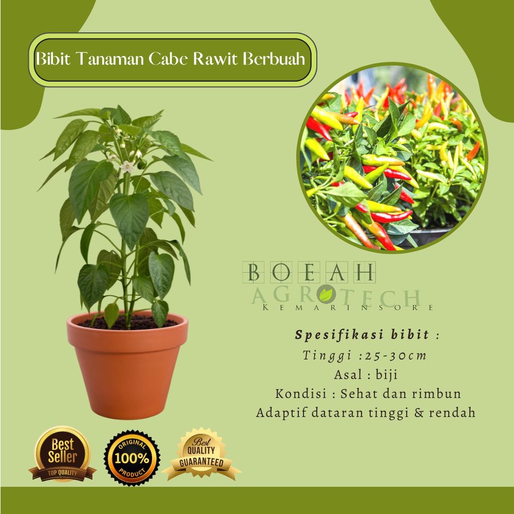 Bibit Tanaman Cabe Rawit Untuk Sambal Berbuah