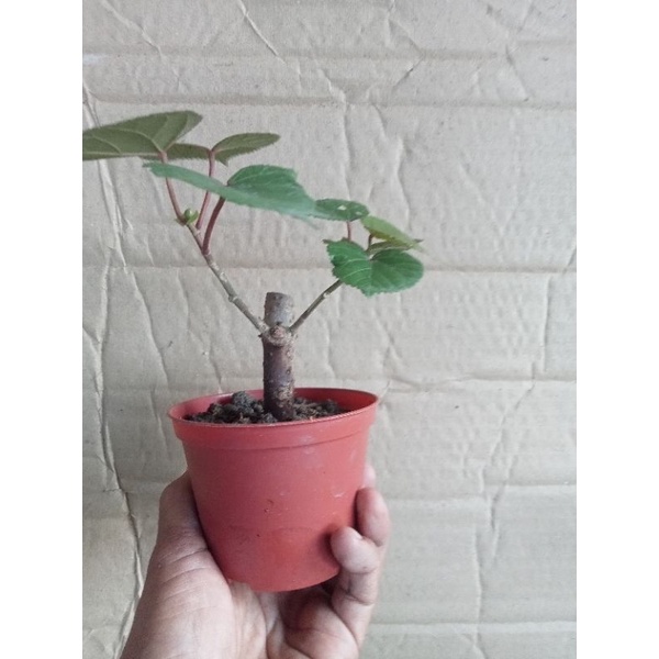 Bonsai waru Taiwan mame|bahan bonsai