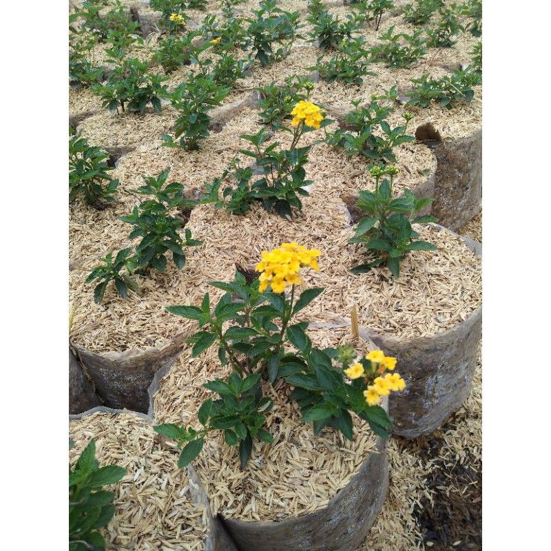 Lantana bunga kuning/yellow lantana bahan bonsai