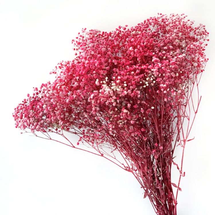 Benih Bibit Biji - Red Baby's Breath Merah Gypsophila Elegans Flower Seeds - IMPORT