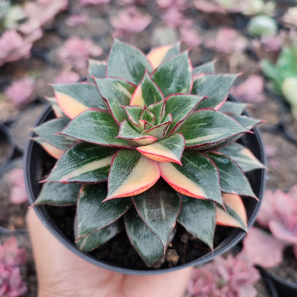 Echeveria Monocerotis Variegated | D 10 Cm | Sukulen