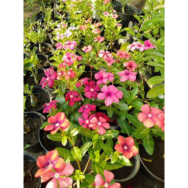 Bunga Vinca Vinsa Bibit Pohon Hidup Tapak Dara Juntai dan Tegak