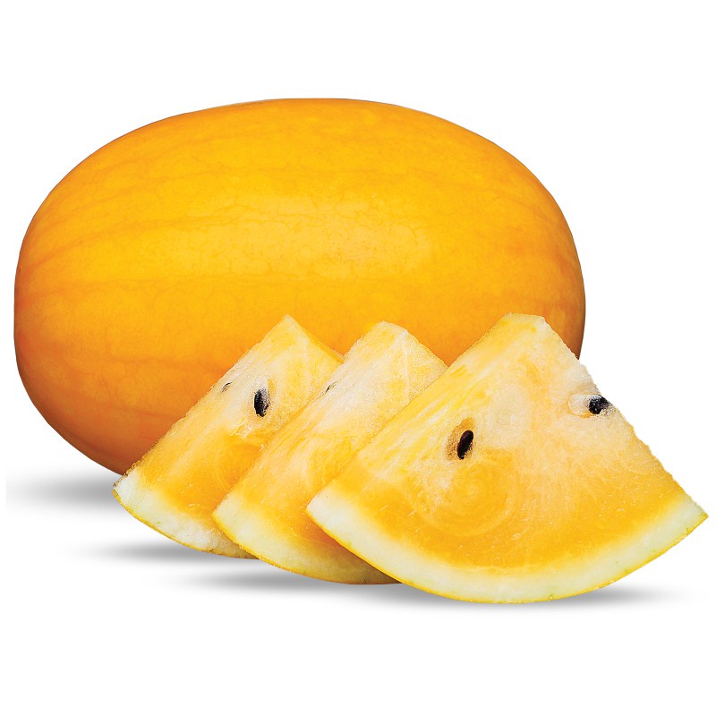 biji benih semangka golden semangka kuning madu golden watermelon fresh seeds semangka pokemon