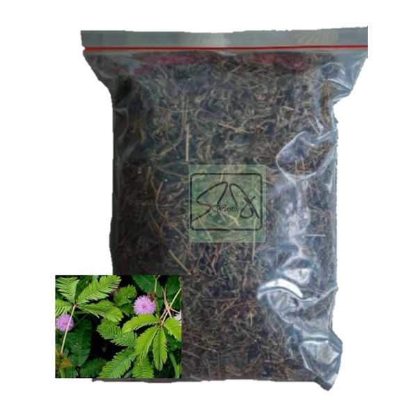 

herbal daun putimalu kering 100 gram