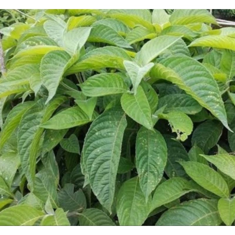 bibit trichantera gigantea siap tanam