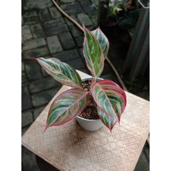 AGLONEMA LIPSTIK EMERALD DRAGON