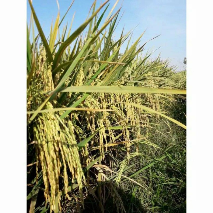 benih padi lokal Lampung sertani 13c umur pendek/genjah 5 kg